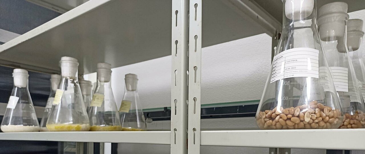 Im Institut für pharmazeutische Biologie und Biotechnologie der HHU werden unter anderem Pilzextrakte und ihr Nutzen für die Medizin erforscht (Foto: Anastassija Sheremet) Zu sehen sind Kolben, die in einem Laborregal stehen