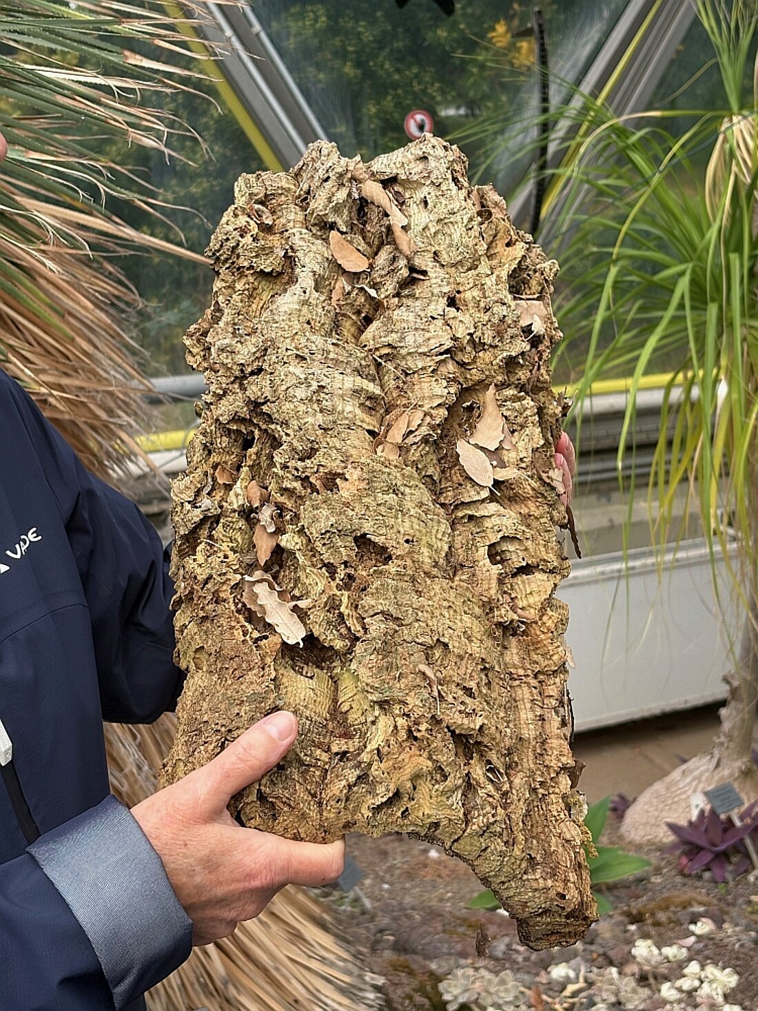 Auf dem Bild sieht man die Rinde einer Korkeiche. Diese ist sehr dick und schützt daher gut gegen Feuer