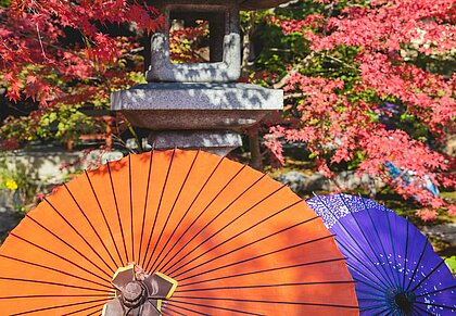 Zu sehen sind japanische Sonnenschirme in Violett und Orange