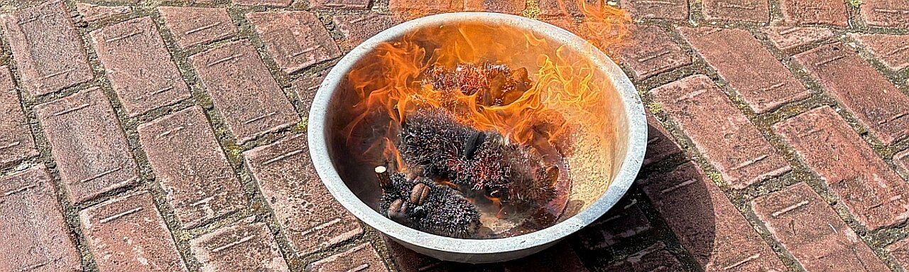 Das Bild zeigt ein Experiment, bei dem ein Gasbrenner verwendet wird, um Pyrophyten zu erhitzen, sodass sich ihre Früchte mit den Samen öffnen