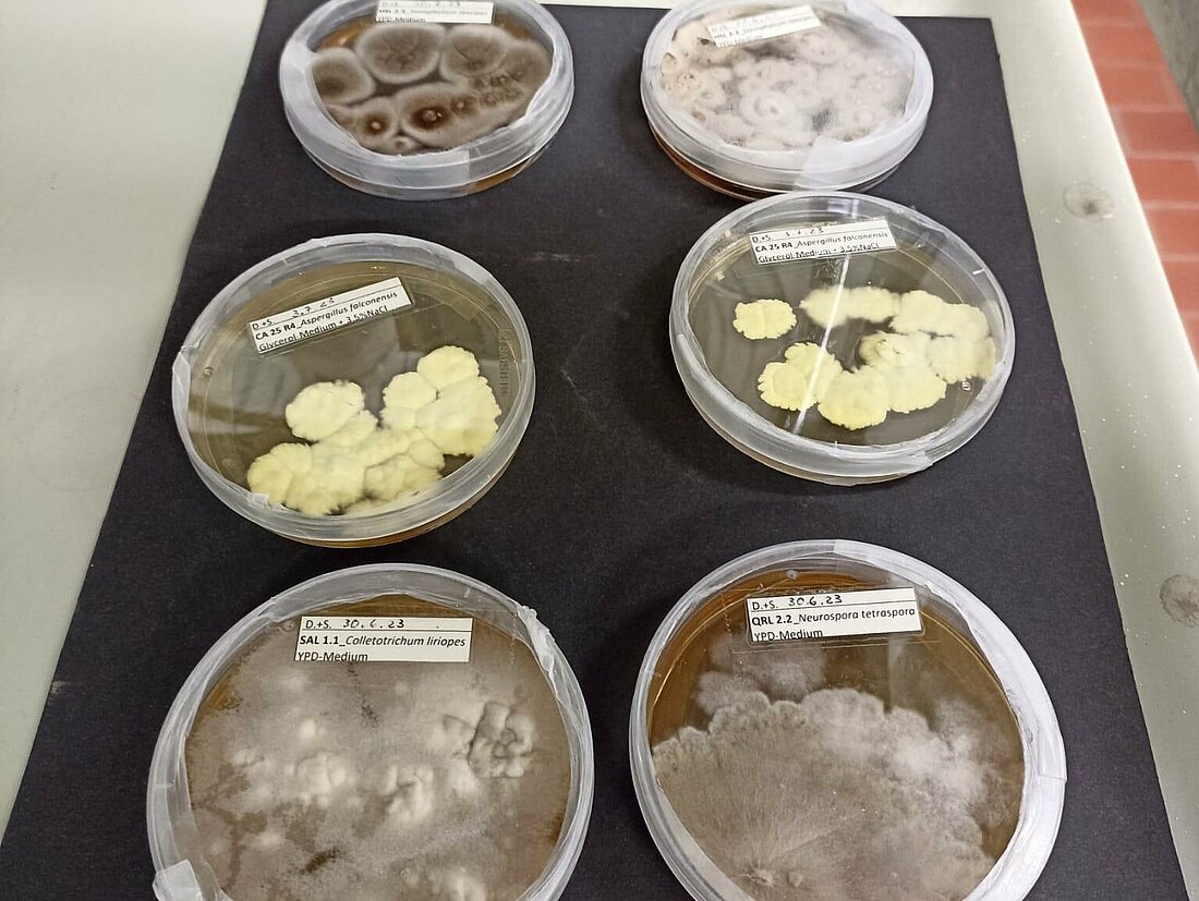 Pilze werden in Petrischalen kultiviert (Foto: Anastassija Sheremet)