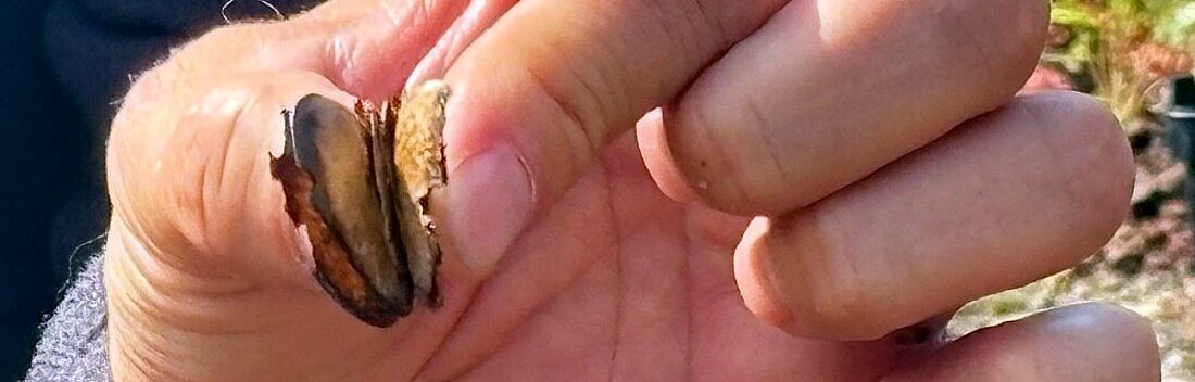 Auf dem Bild sieht man eine Hand, die den Samen der Pyrophyten hält