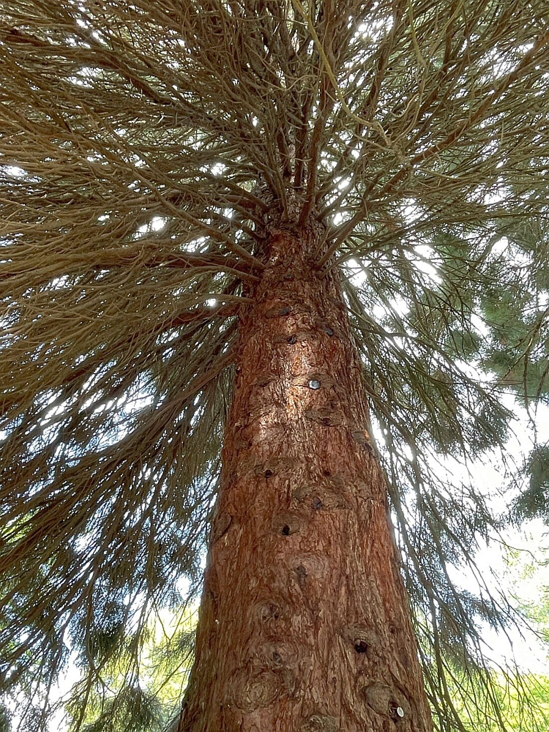 Auf dem Bild sieht man einen Mammutbaum von unten fotografiert