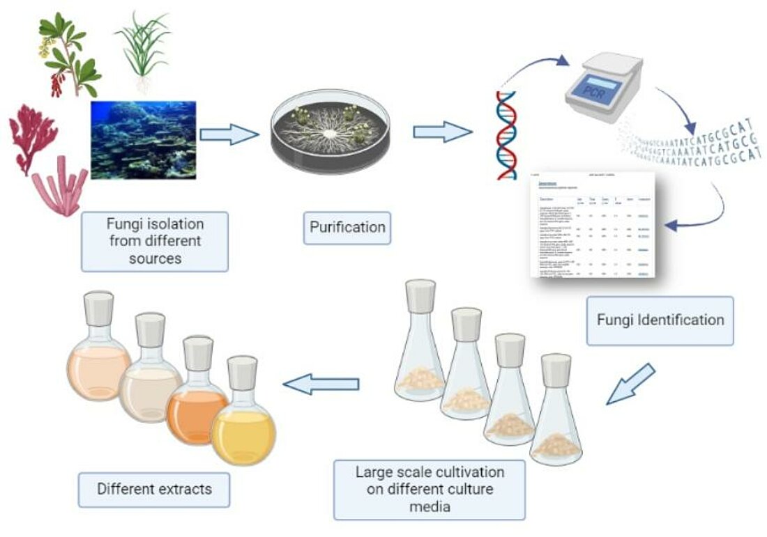 Prozessablauf von Isolation der Pilze bis zum Extrakt (Foto: HHU Institut für pharmazeutische Biologie und Biotechnologie) Zu sehen ist ein Schema