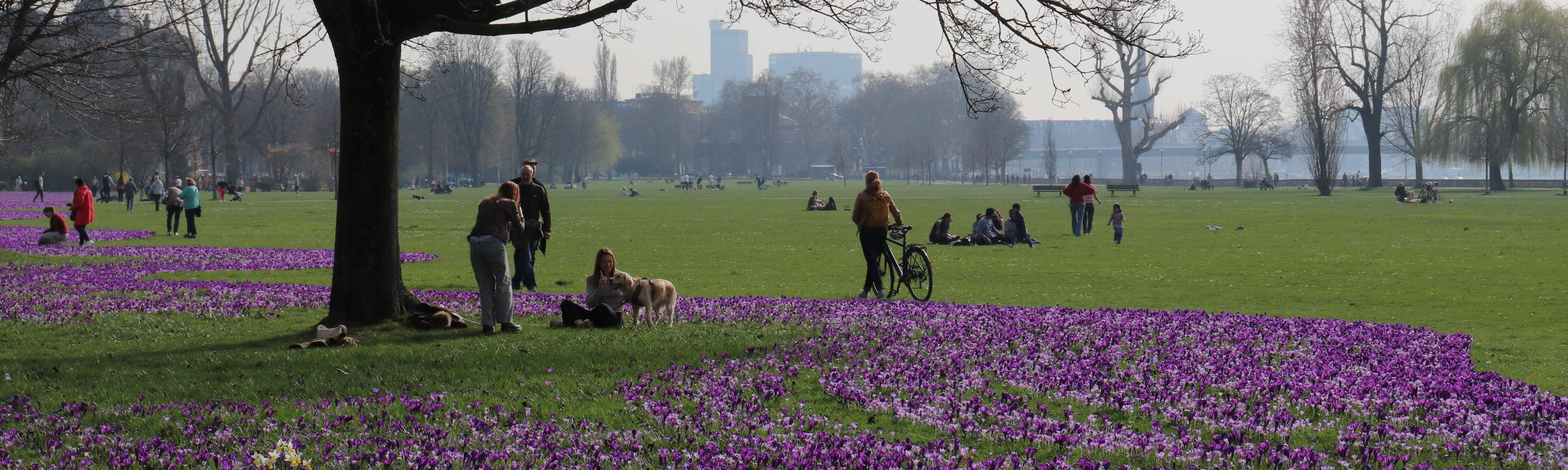 Auf dem Foto sieht man die blau-violetten Krokusse im Düsseldorfer Rheinpark (Foto: Marie Förder)