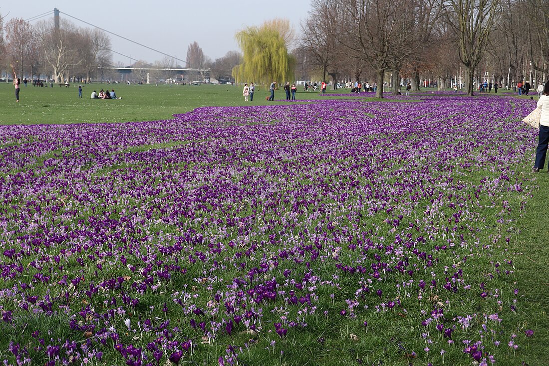 Auf dem Bild sieht man das blau-violette Blütenmeer im Rheinpark in Düsseldorf