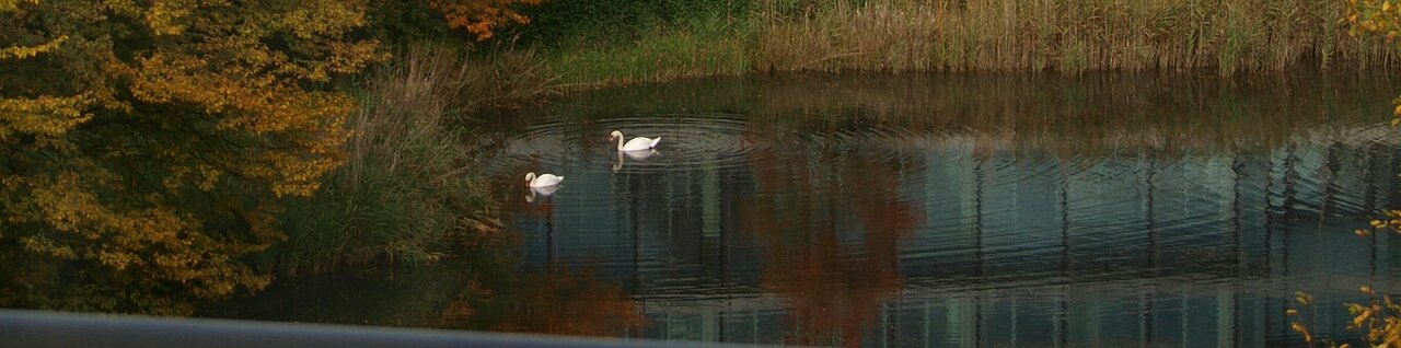 Auf dem Bild sieht man das Oecomomicum an der HHU. And der Seite steht ein Baum mit bunten Blättern und davor schwimmen Schwäne im Teich (Foto: Michelle Pieczyk)