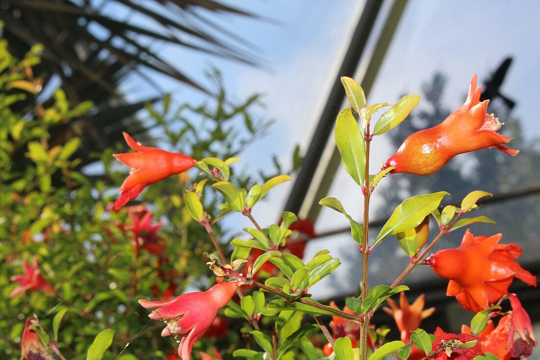 Blüten der Granatapfleplanze.