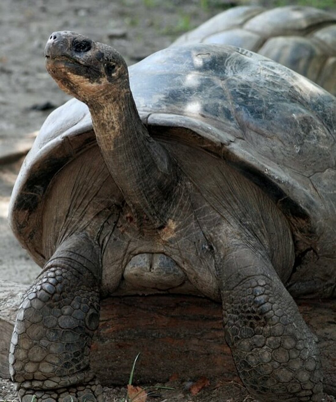 Auf dem Bild zu sehen ist ein große Schildkröte.