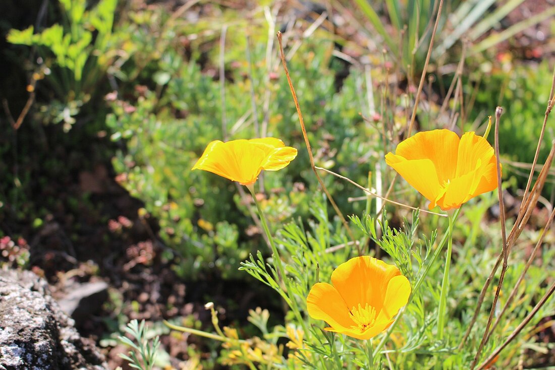 Die Blume "Kalifornischer Kappenmohn"