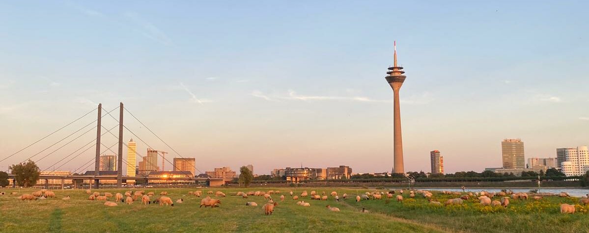 Schafe auf einer Wiese vor dem Rheinturm (Foto: Katharina Aschekowski)