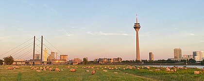 Schafe auf einer Wiese vor dem Rheinturm (Foto: Katharina Aschekowski) 
