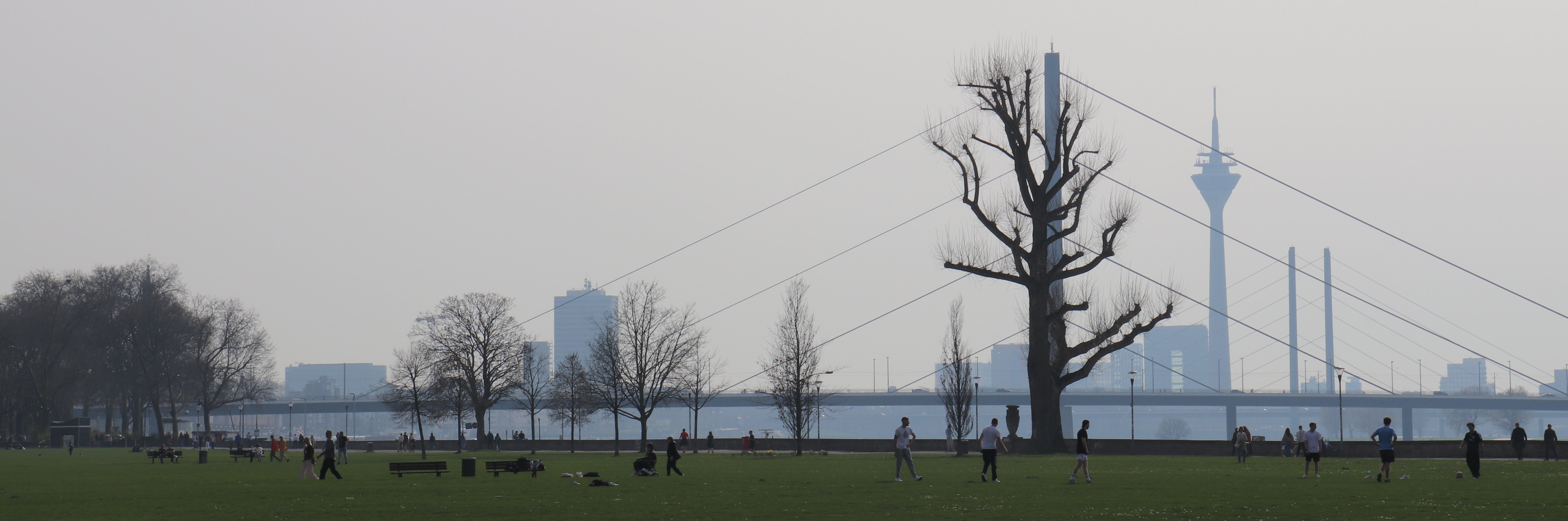 Auf dem Bild sieht man das Rheinufer und die Skyline in Düsseldorf vom Rheinpark aus