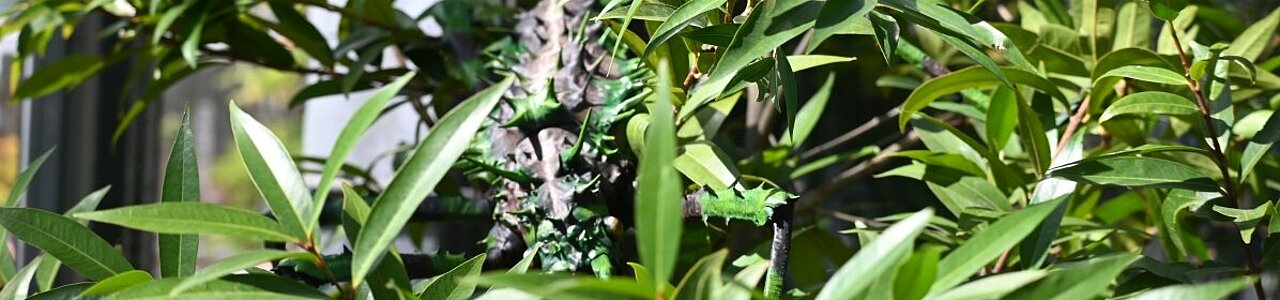 Eine große Insektenskulptur ist zwischen grünen Blättern zu sehen.