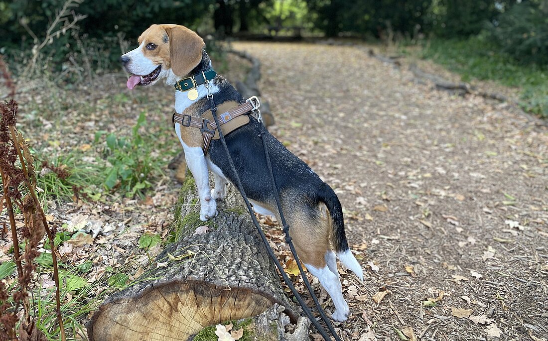 Buster als Jagdhund hält stehts Aussicht nach potenzieller Beute (Foto: Magdalena Losiewicz) Hunst steht im Wald und schaut sich um