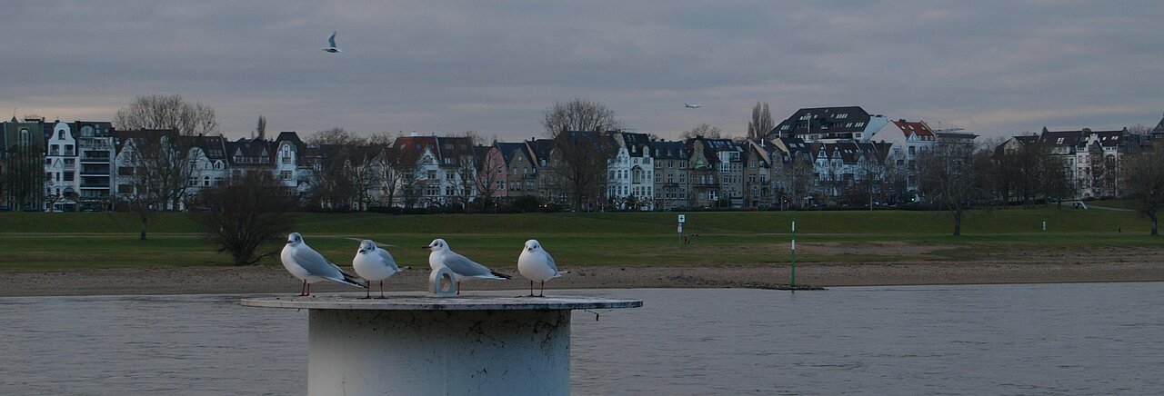Auf dem Bild sieht man Möwen, die am Rhein auf einem Stein sitzen. Im Hintergrund ist der Rhein und die Häuser auf der anderen Rheinseite
