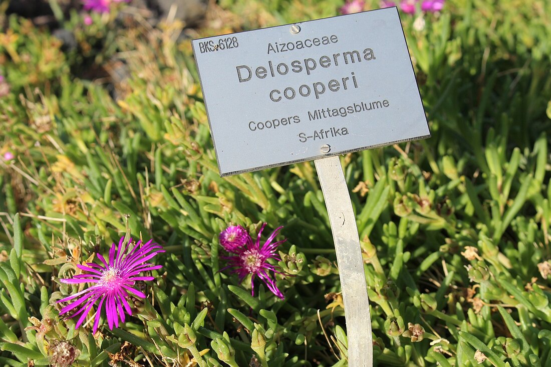 Die "rote Mittagsblume" mit seinem Pflanzenschild.