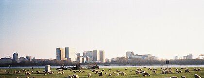 Auf dem Foto ist eine Wiese mit Schafen am Rhein gesehen.