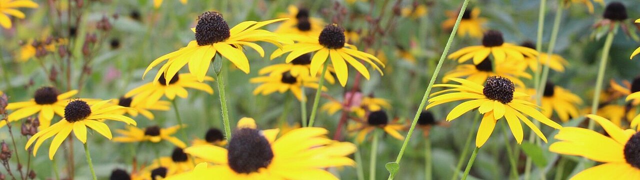 Zu sehen ist die Blume "gewöhnlicher Sonnenhut"