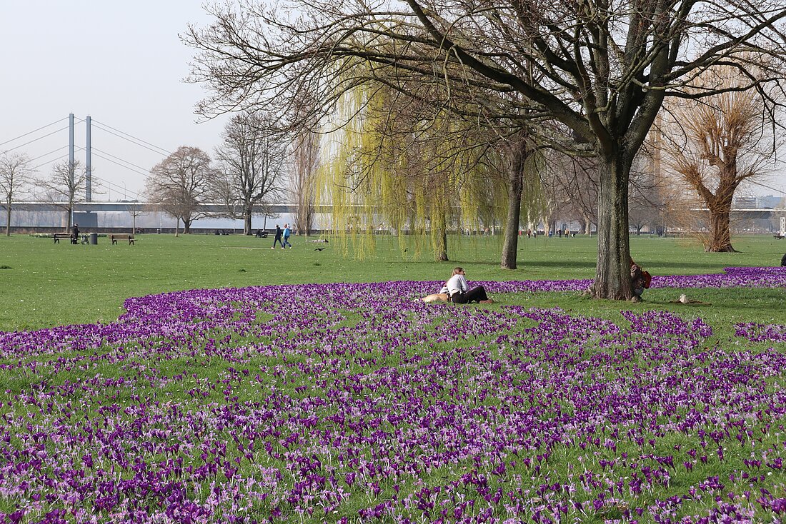 Auf dem Bild sieht man das blau-violette Blütenmeer im Rheinpark in Düsseldorf