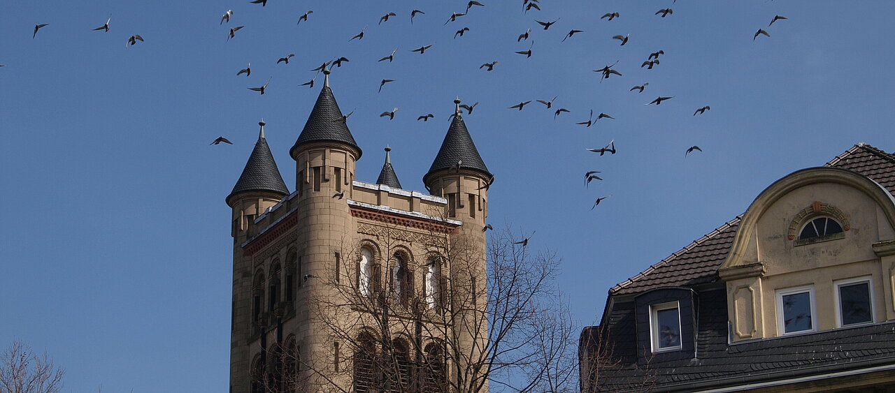 Ein Vogelschwarm bei blauen Himmel in Düsseldorf (Foto: Michelle Pieczyk)