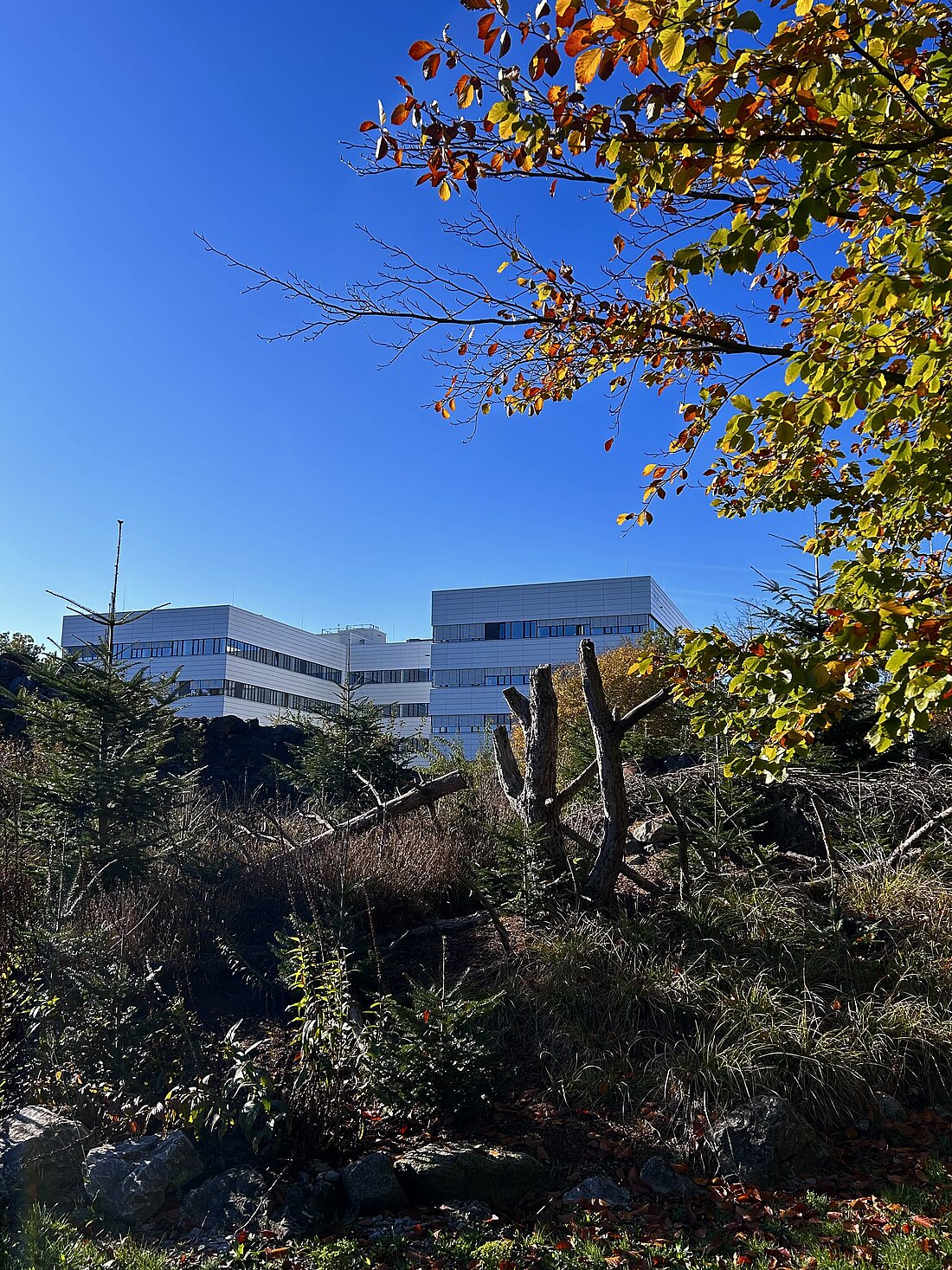 Teile des Botanischen Gartens sind im Vordergrund zusehen, hauptsächlich Bäume und viel Grün und im Hintergrund sind die neuen weißen Biologie Gebäude zu sehen.
