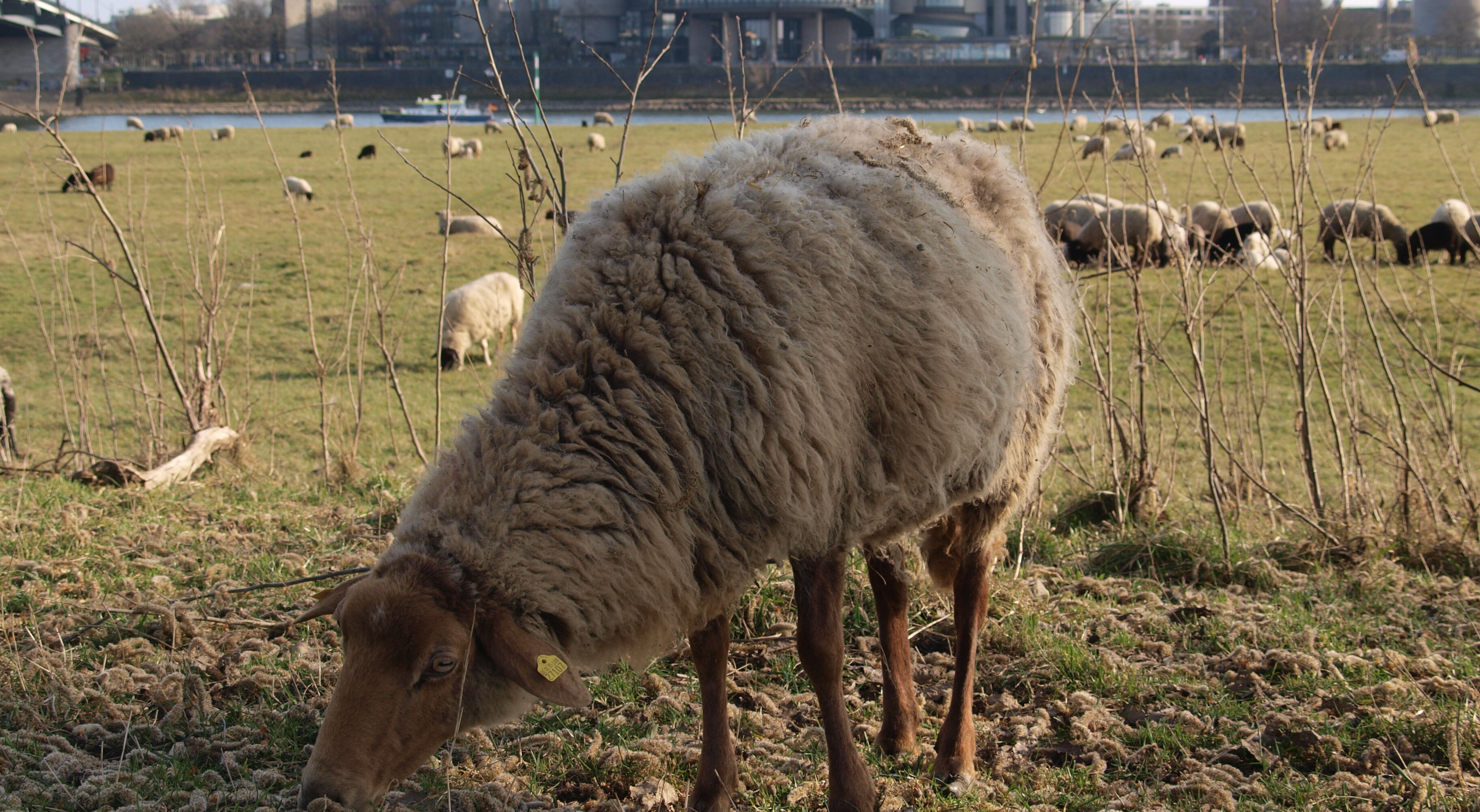 Schafe am Rhein_Pieczyk_Michelle Auf dem Foto sieht man die Scharfe, die am Rheinufer grasen. Dabei steht eins der Schafe im Fokus ganz vorne im Bild (Foto: Michelle Pieczyk)