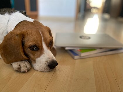 Hund liegt neben Büchern und Laptop