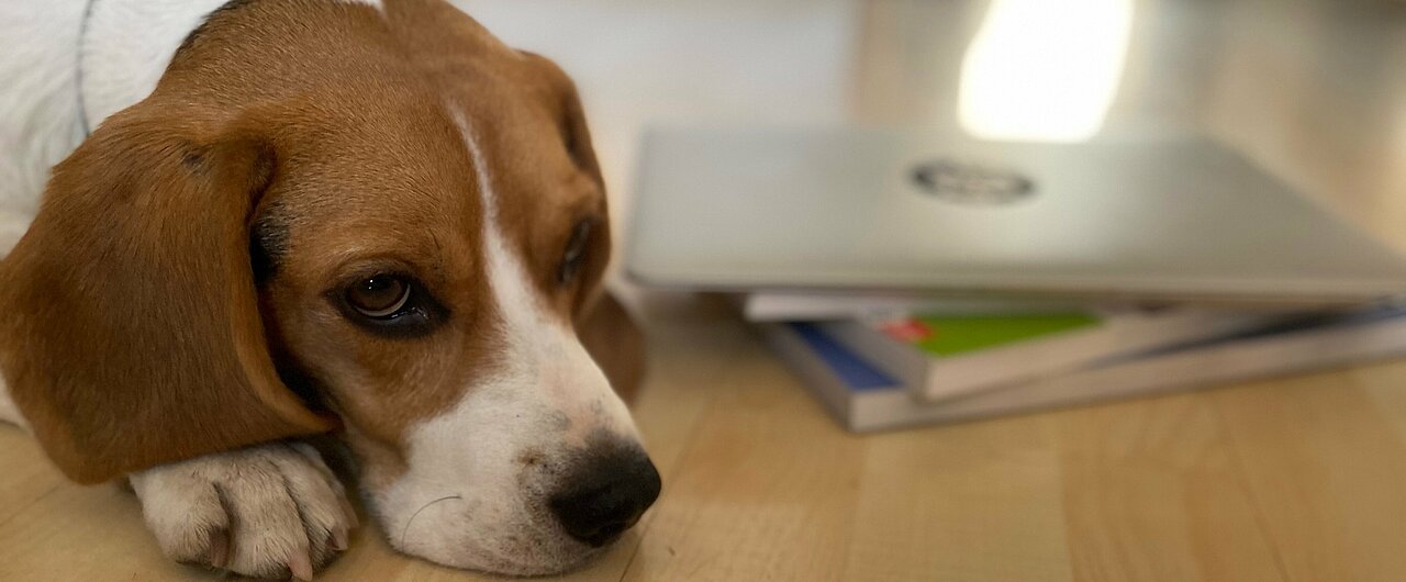 Hund liegt neben Büchern und Laptop