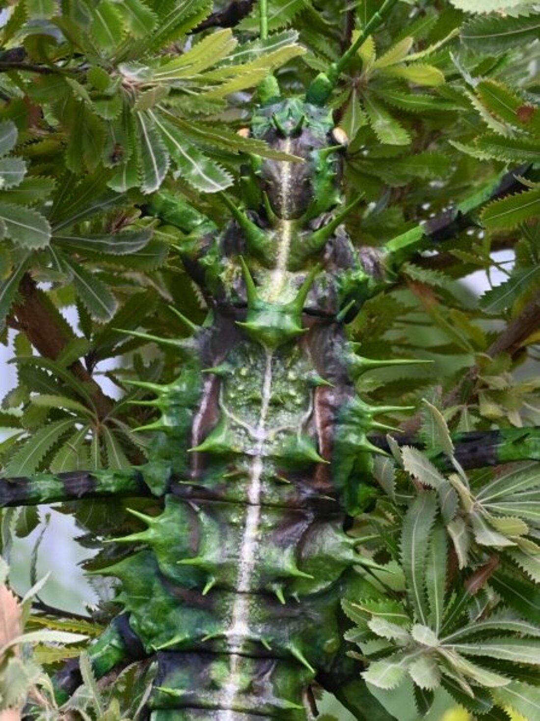 Eine grün/braune Insektenskulptur, die an einem Baum hängt und auf dessen Rücken man schaut.