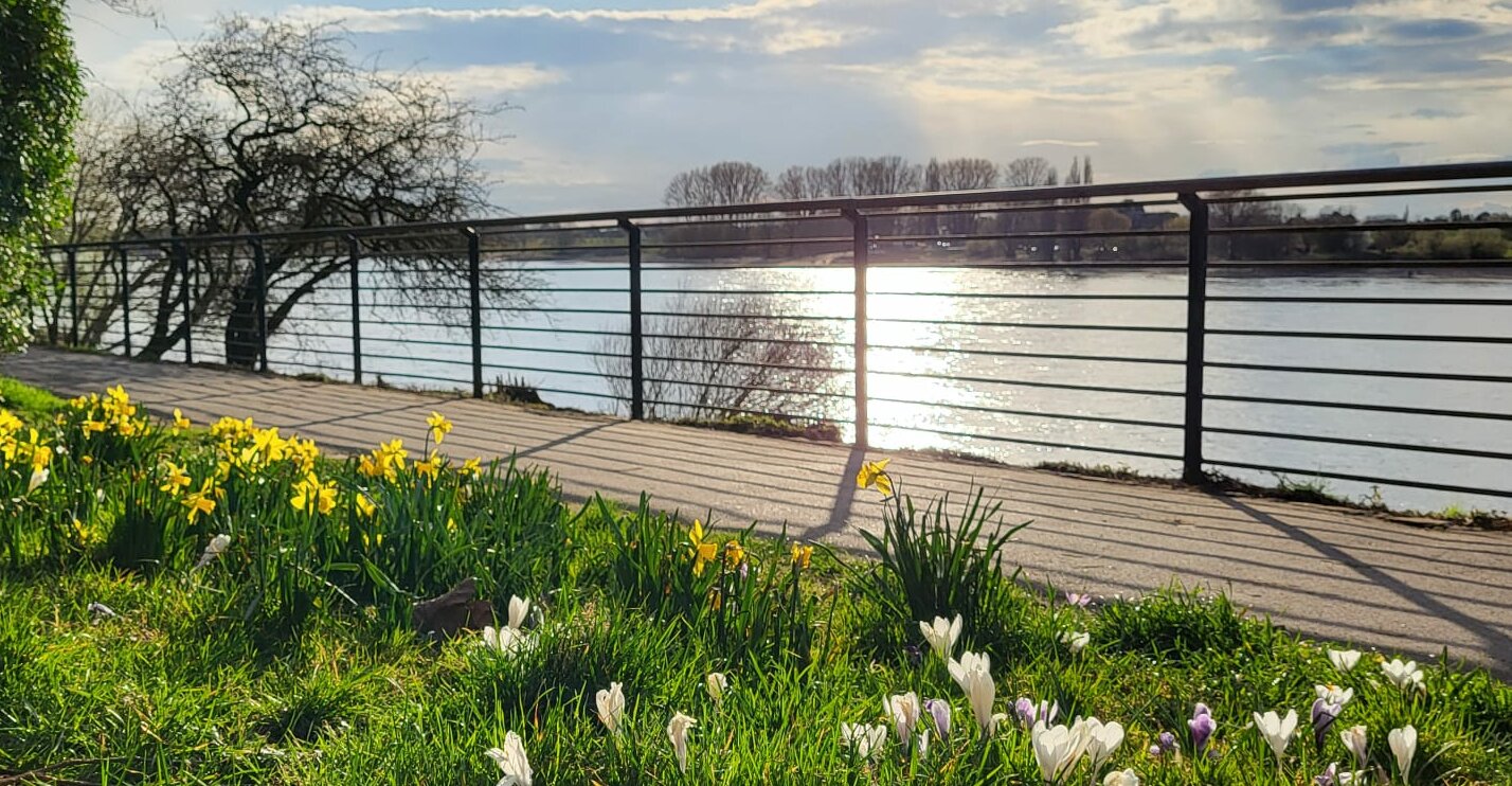 Zu sehen ist der Rhein im strahlenden Sonnenschein mit einer blühenden Wiese im Vordergrund