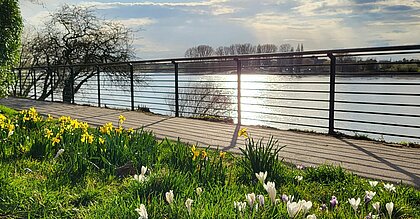 Zu sehen ist der Rhein im strahlenden Sonnenschein mit einer blühenden Wiese im Vordergrund