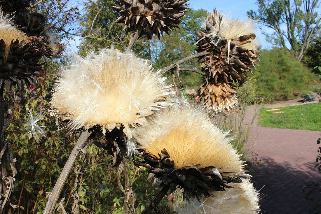 Zu sehen sind zwei Blüten der Wilden Artischocke.