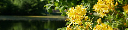 Auf dem Bild sieht man gelbe Blumen im Volksgarten.