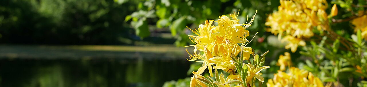 Auf dem Bild sieht man gelbe Blumen im Volksgarten.