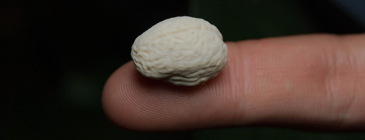 Auf dem Bild sieht man  ein Gehirn, hergestellt aus dem 3D-Drucker
