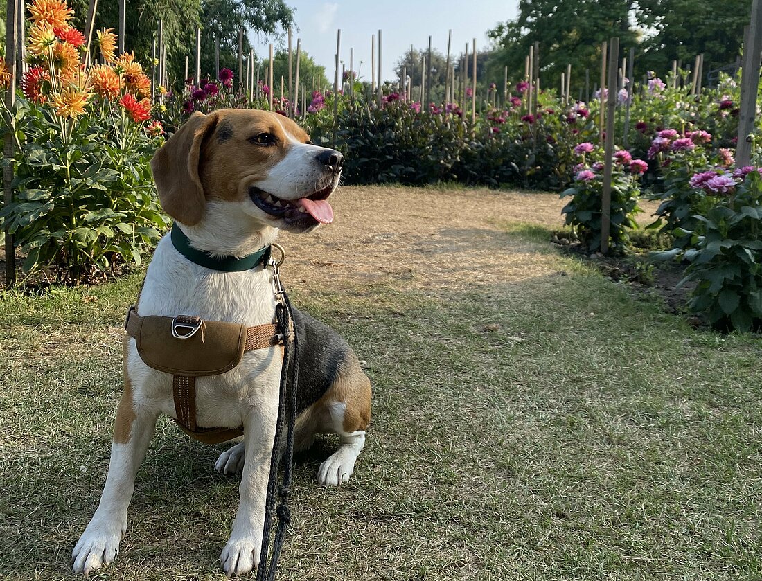 Während meiner Mittagspause gehen wir immer im Blumengarten spazieren (Foto: Magdalena Losiewicz) Hund sitzt im Blumengarten