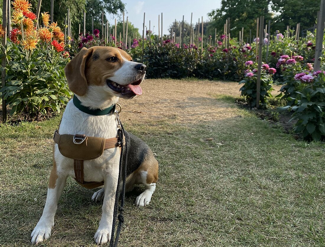 Hund sitzt im Blumengarten