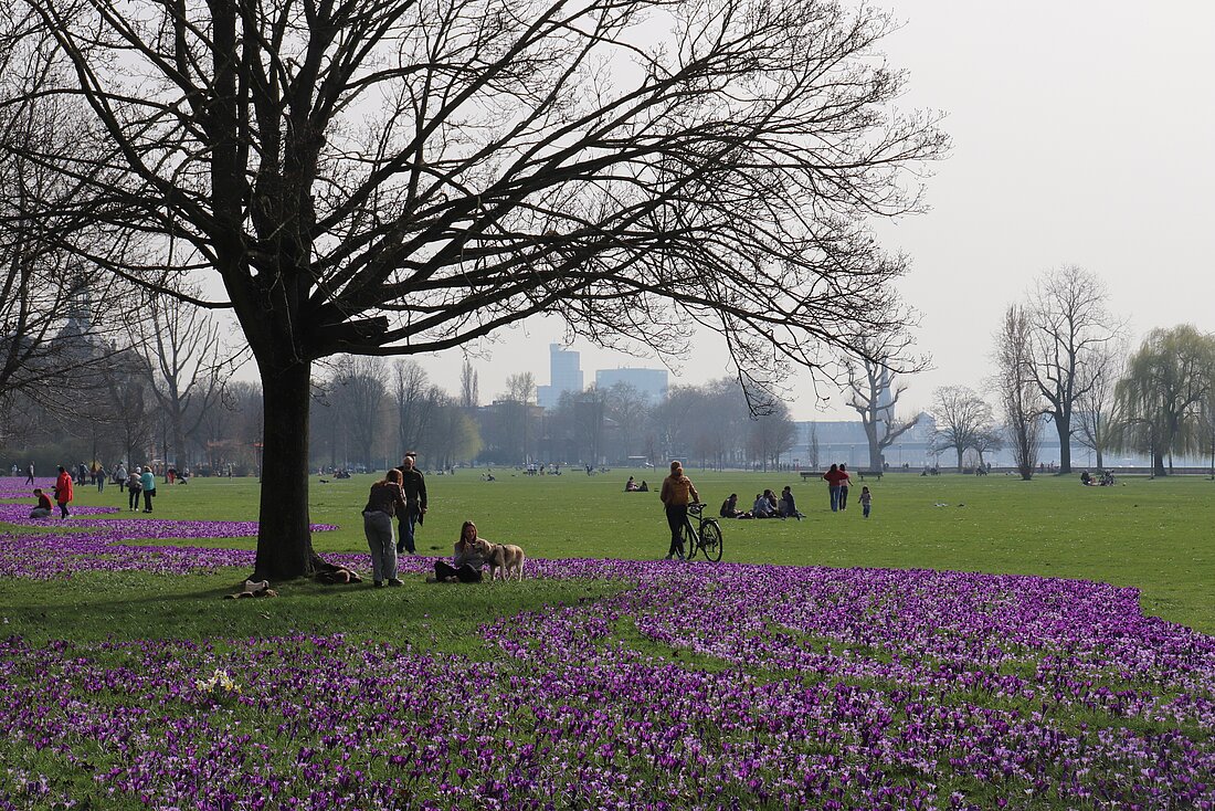 Auf dem Bild sieht man das blau-violette Blütenmeer im Rheinpark in Düsseldorf