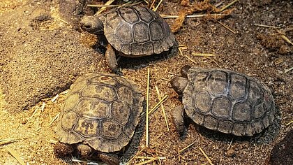 Auf dem Bild sind drei kleine Baby-Schildkröten zu sehen.