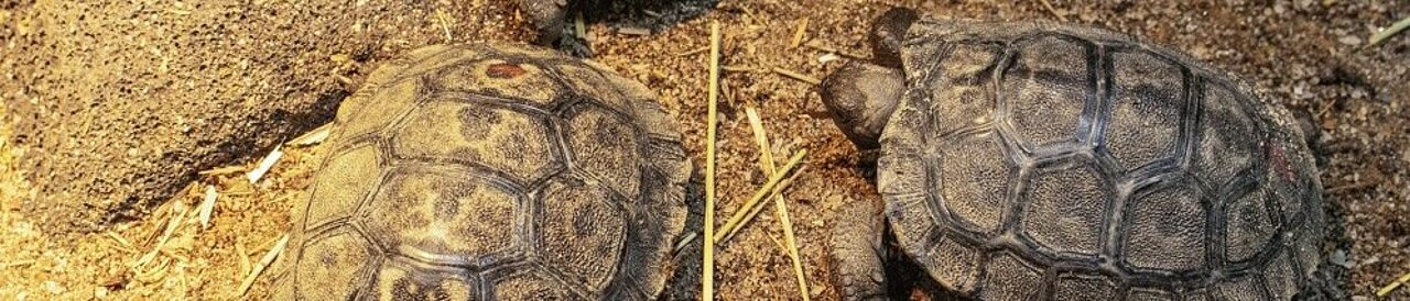 Auf dem Bild sind zwei kleine Baby-Schildkröten zu sehen.