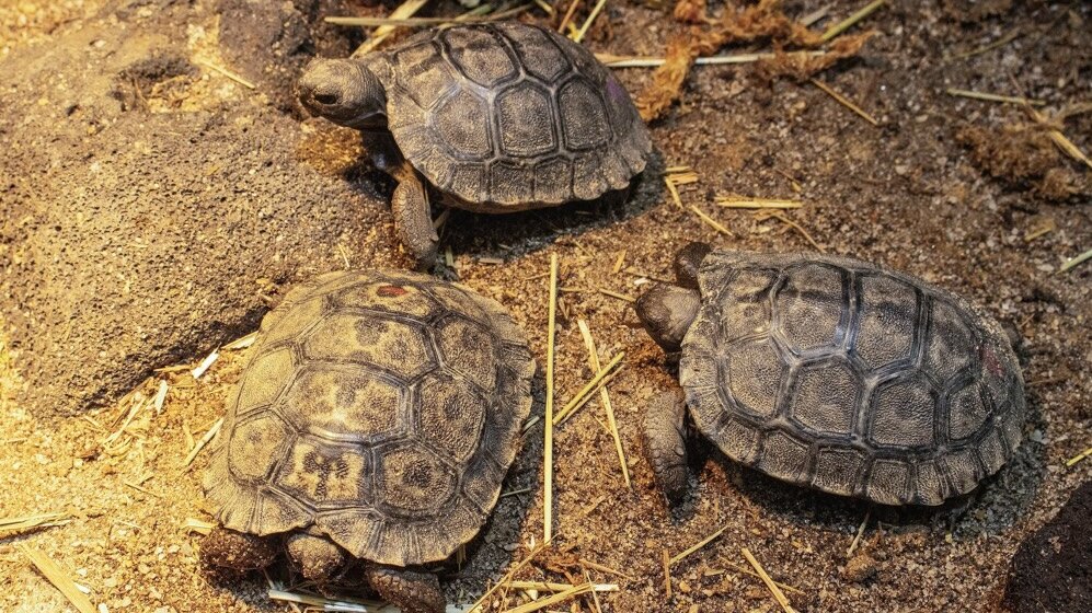 Auf dem Bild sind drei kleine Baby-Schildkröten zu sehen.