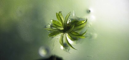 Man sieht ein Mikroskopiebild einer kleinen Moospflanze auf einer Agarplatte