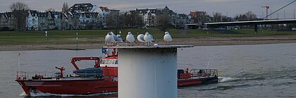 Möwen am Rhein