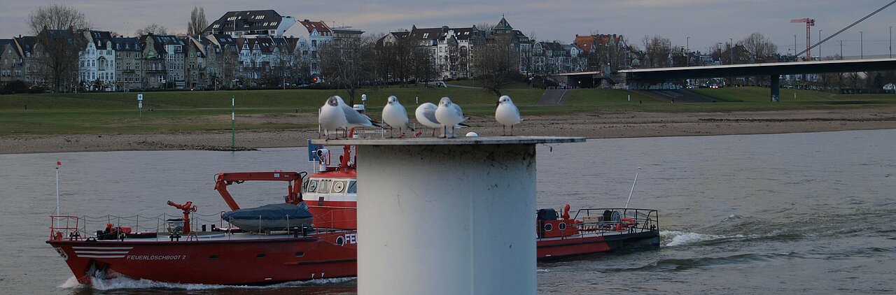 Möwen am Rhein
