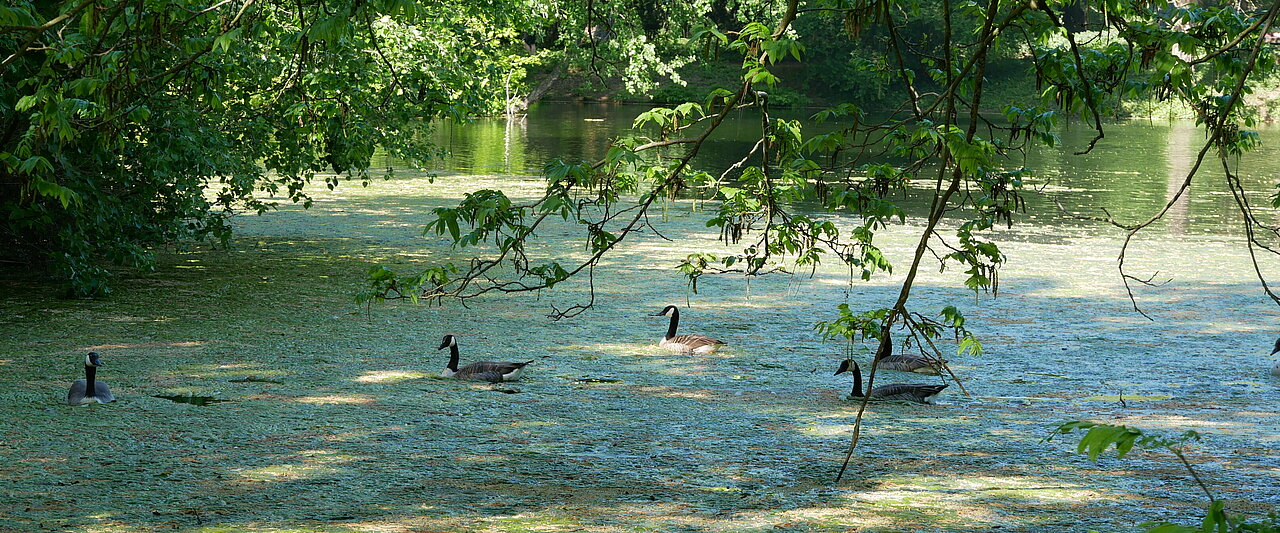 Auf dem Foto sieht man Gänse auf einem See im Volksgarten in Düsseldorf (Foto: Maylea Selisch)