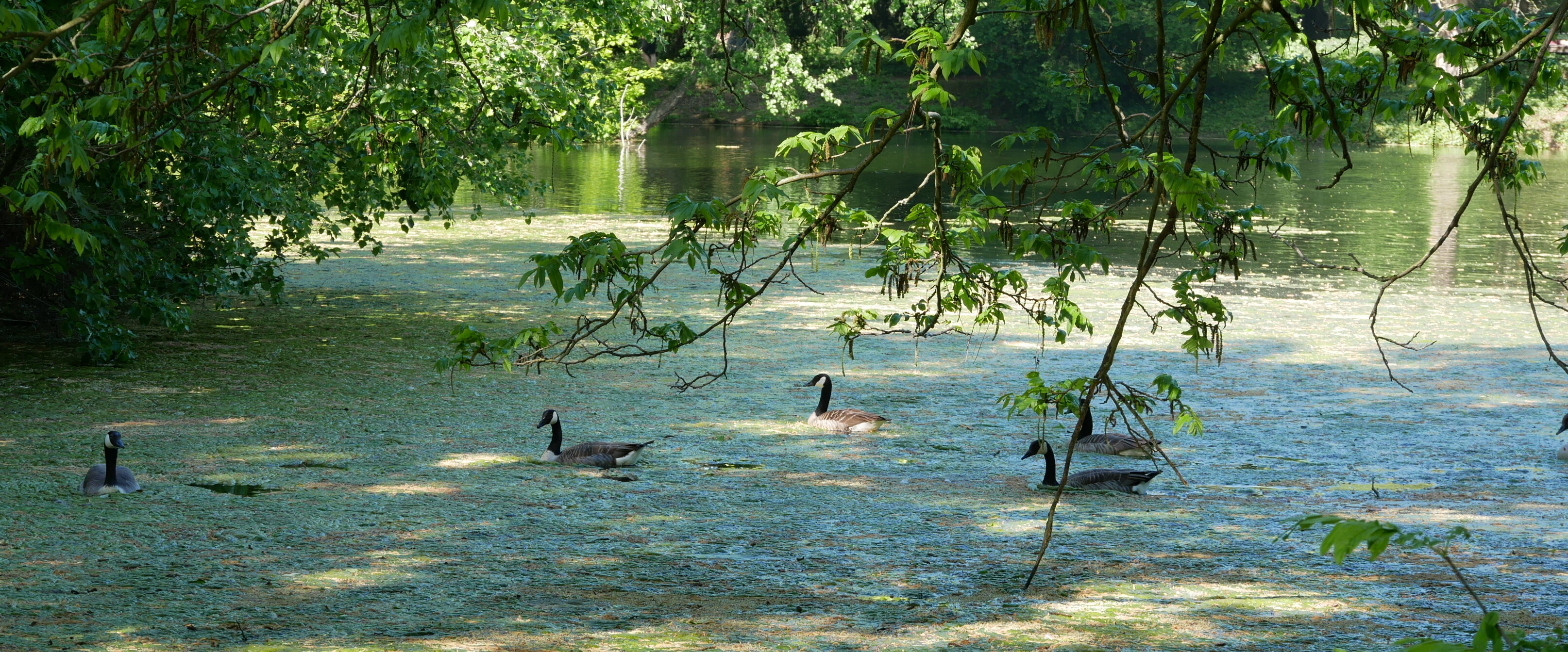 Auf dem Foto sieht man Gänse auf einem See im Volksgarten in Düsseldorf (Foto: Maylea Selisch)