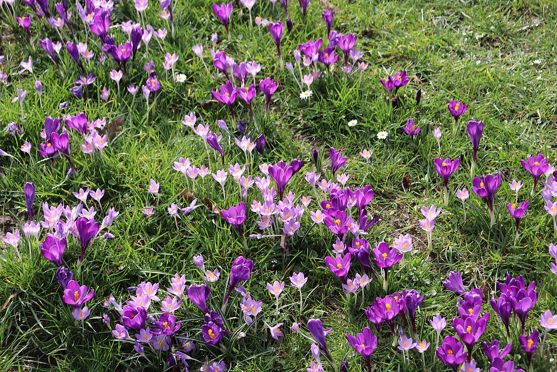 Auf dem Bild sieht man das blau-violette Blütenmeer im Rheinpark in Düsseldorf