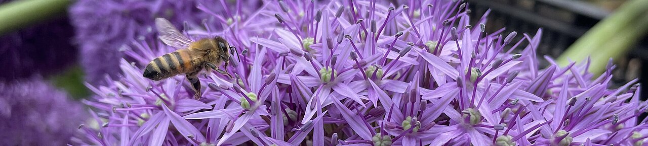 Lila Allium giganteum mit Honigbiene