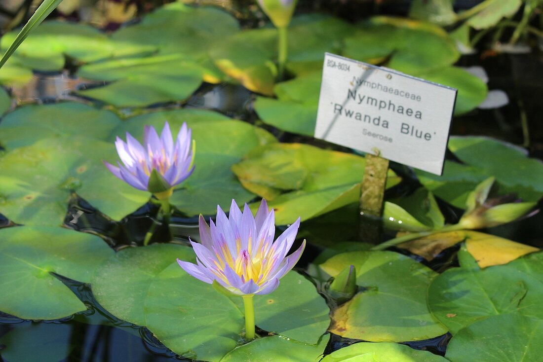 Man sieht einen kleinen Teich mit der Blume "Zwergseerose"